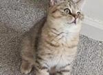 Tiger - British Shorthair Kitten For Sale - Jersey City&comma; NJ&comma; US
