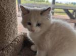 BLUE BROTHER - Ragdoll Kitten For Sale - Brookings&comma; OR&comma; US