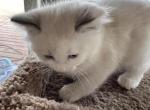 BLUE BOYFRIEND - Ragdoll Kitten For Sale - Brookings&comma; OR&comma; US
