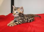 Maverick - Bengal Kitten For Sale - Valparaiso&comma; IN&comma; US