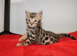 Maverick - Bengal Kitten For Sale - Valparaiso&comma; IN&comma; US