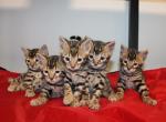 Maverick - Bengal Kitten For Sale - Valparaiso&comma; IN&comma; US