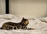 Makers Mark - Bengal Kitten For Sale - Valparaiso&comma; IN&comma; US