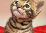 Makers Mark - Bengal Kitten For Sale - Valparaiso&comma; IN&comma; US