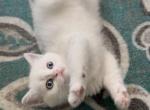 C L A U D E - Scottish Straight Kitten For Sale - Fontana&comma; CA&comma; US