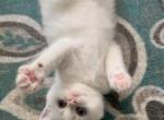 C L A U D E - Scottish Straight Kitten For Sale - 