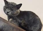 Peanut Brittle - Domestic Cat For Adoption - 