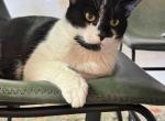 Chil&eacute; - Domestic Cat For Sale - Las Vegas&comma; NV&comma; US