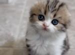 P I X E L - Scottish Fold Kitten For Sale - 