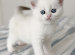 C L A U D E - Scottish Straight Kitten For Sale - 