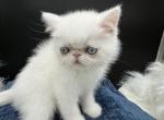 Exotic solid white male - Exotic Kitten For Sale - Palm Coast&comma; FL&comma; US