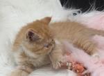 Exotic red and white exotic - Exotic Kitten For Sale - Palm Coast&comma; FL&comma; US