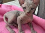 Lilac girl - Sphynx Kitten For Sale - 