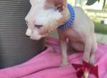 White blue eye male - Sphynx Kitten For Sale - Martinez&comma; GA&comma; US