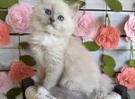 Creamsicle - Ragdoll Kitten For Sale - FL&comma; US