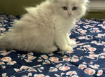 Birdies - Ragdoll Kitten For Sale - Westbrook&comma; ME&comma; US