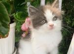 Teddy - Ragdoll Kitten For Sale - Brogueville&comma; PA&comma; US