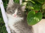 Trip - Ragdoll Kitten For Sale - 