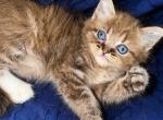 Sophia the seal lynx sepia Ragdoll - Ragdoll Kitten For Sale - Williamsport&comma; OH&comma; US