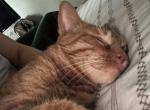 Carter - Domestic Cat For Adoption - Hamilton&comma; NJ&comma; US
