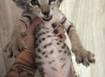Babies - Oriental Kitten For Sale - Cassatt&comma; SC&comma; US