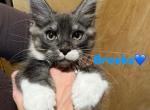 Brooks - Maine Coon Kitten For Sale - Rogersville&comma; MO&comma; US