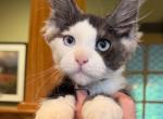 Bentley - Maine Coon Kitten For Sale - Rogersville&comma; MO&comma; US
