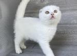 Tisha - Scottish Fold Kitten For Sale - Wendell&comma; NC&comma; US