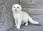 Tisha - Scottish Fold Kitten For Sale - 