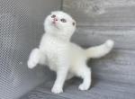 Tisha - Scottish Fold Kitten For Sale - Wendell&comma; NC&comma; US