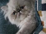 BFlat - Exotic Kitten For Sale - NJ&comma; US