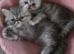 Winston - Persian Kitten For Sale - 
