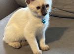 Siamese kittens available now - Siamese Kitten For Sale - Youngstown&comma; OH&comma; US