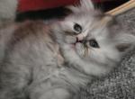Marshmallow - Persian Kitten For Sale - NJ&comma; US