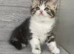Shakira Elias Cattery - Scottish Straight Kitten For Sale - Wendell&comma; NC&comma; US
