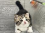 Shakira Elias Cattery - Scottish Straight Kitten For Sale - Wendell&comma; NC&comma; US