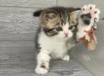 Shakira Elias Cattery - Scottish Straight Kitten For Sale - Wendell&comma; NC&comma; US