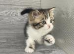 Shakira Elias Cattery - Scottish Straight Kitten For Sale - Wendell&comma; NC&comma; US