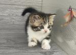 Shakira Elias Cattery - Scottish Straight Kitten For Sale - Wendell&comma; NC&comma; US