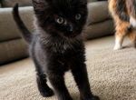 Fenrir - Maine Coon Kitten For Sale - Marshallton&comma; DE&comma; US