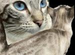 Seal Lynx Bengal Kittens - Bengal Kitten For Sale - Marysville&comma; WA&comma; US