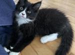 Male polydactyl - Maine Coon Kitten For Sale - Waterford&comma; ME&comma; US