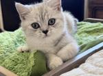 Janet - British Shorthair Kitten For Sale - Las Vegas&comma; NV&comma; US