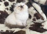 Tica seal mitted male - Ragdoll Kitten For Sale - Butler&comma; PA&comma; US