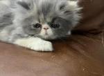 Gray female - Persian Kitten For Sale - Las Vegas&comma; NV&comma; US