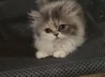 Cute girl Persian - Persian Kitten For Sale - Las Vegas&comma; NV&comma; US