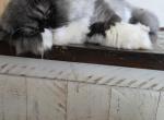 Allister - Exotic Kitten For Sale/Service - Paxinos&comma; PA&comma; US