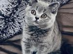 Azura blue British Shorthair girl - British Shorthair Kitten For Sale - NY&comma; US