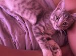 Saint - Domestic Cat For Adoption - Manhattan&comma; NY&comma; US
