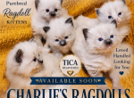 Baby Dove - Ragdoll Kitten For Sale - Butler&comma; PA&comma; US